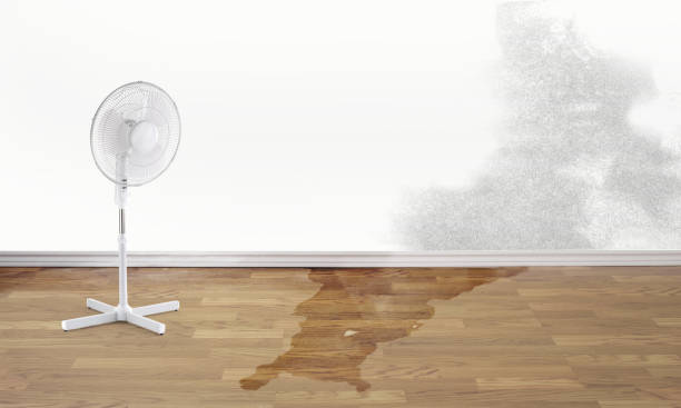 Best Commercial water damage restoration  in Kankakee, IL